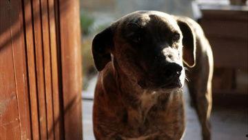 狗狗最新爆料视频下载,萌宠日常大曝光！  第3张